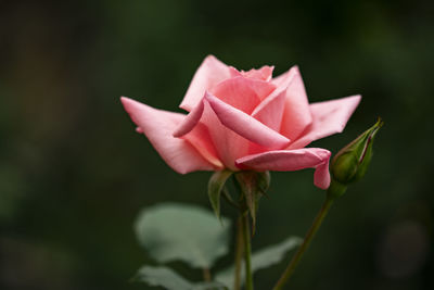 Close-up of pink flower