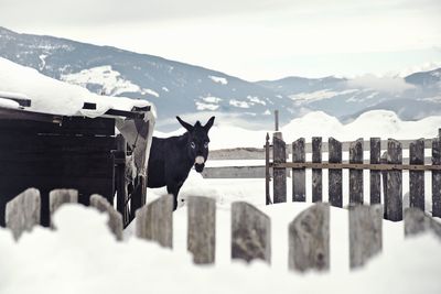 View of horse standing on snowcapped mountain against sky