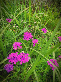 Close-up of pink flowering plants on field