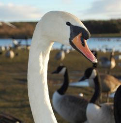 Close-up of swan in lake