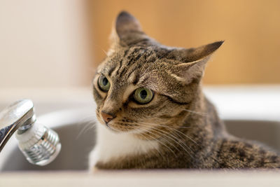 Close-up of cat looking away at home