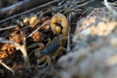 Close-up of crab