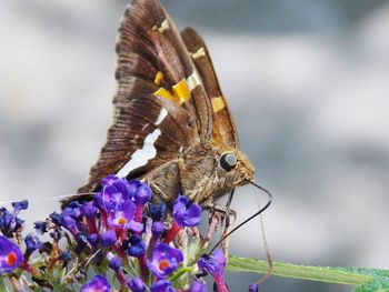 Close-up of moth pollinating on plant