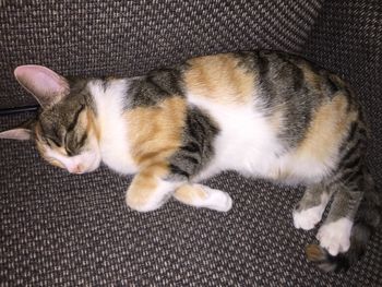 Close-up of cat sleeping on sofa