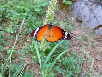 Close-up of butterfly on flower