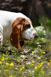 Close-up of dog on field