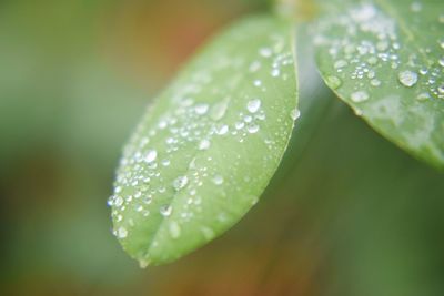 Close-up of dew drops on leaves