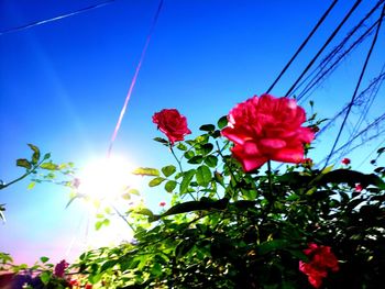Low angle view of flowering plant against blue sky