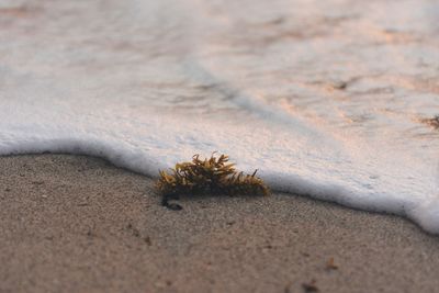 Close-up of insect on sand