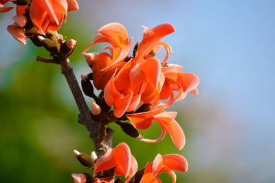 Close-up of orange flowering plant