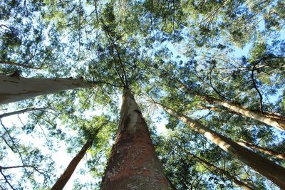 Low angle view of bamboo trees in forest