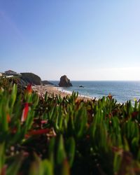 Scenic view of sea against clear sky