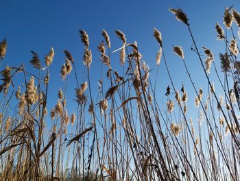 Low angle view of tall grass against blue sky