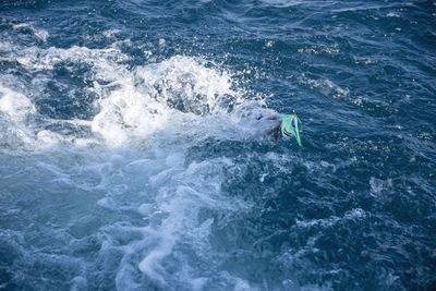 High angle view of fish on line