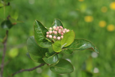 Close-up of flowering plant