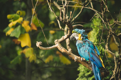 Bird perching on a branch