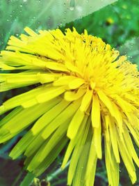 Close-up of yellow flower