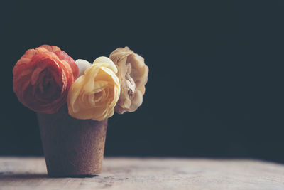 Close-up of rose against black background