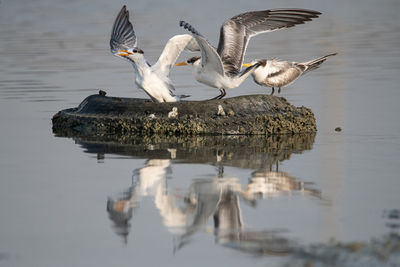 Seagulls flying over lake