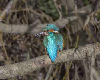 Close-up of kingfisher perching on tree