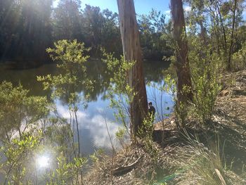 Trees by lake in forest against sky