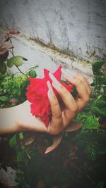 Close-up of red rose flower