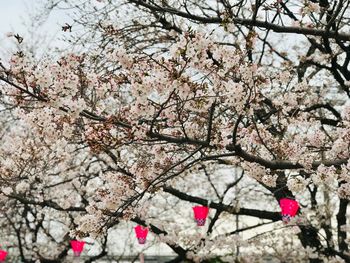 Low angle view of cherry blossom