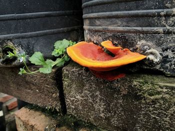 High angle view of orange slices on table against wall