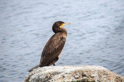 Bird perching on rock