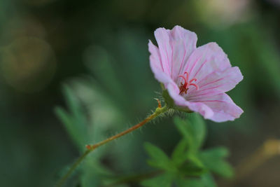 Close-up of pink flower