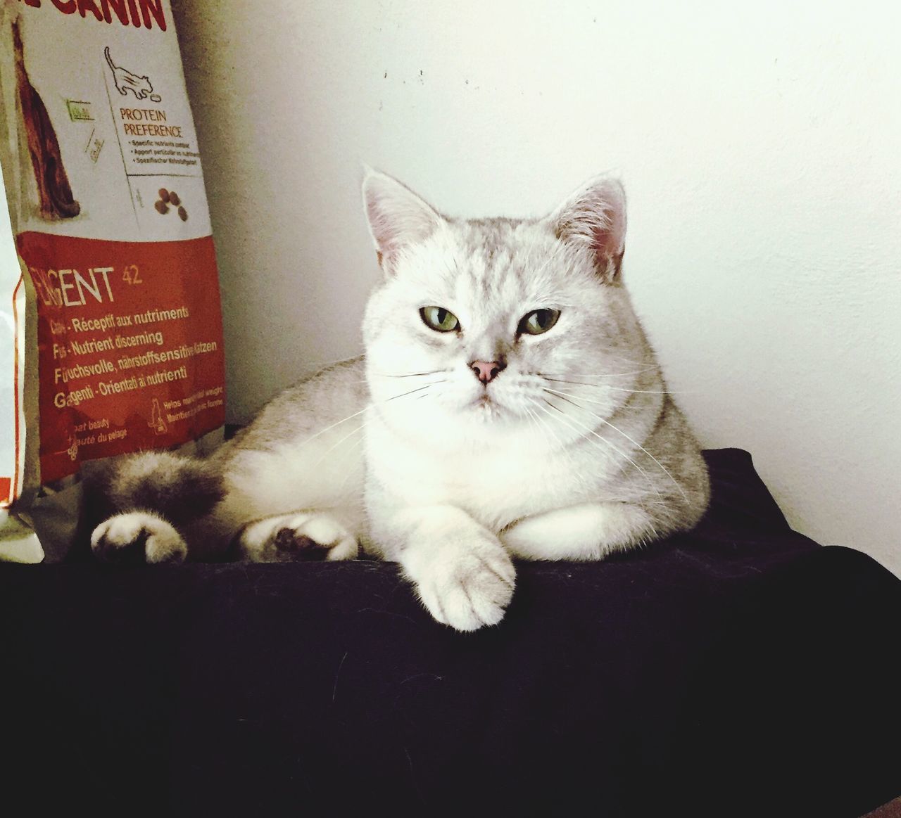 pets, domestic cat, cat, domestic animals, indoors, animal themes, mammal, one animal, feline, relaxation, portrait, looking at camera, whisker, lying down, resting, bed, sofa, home interior, white color, no people