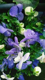 Close-up of purple flowers blooming outdoors