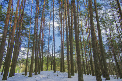 Pine trees in forest during winter