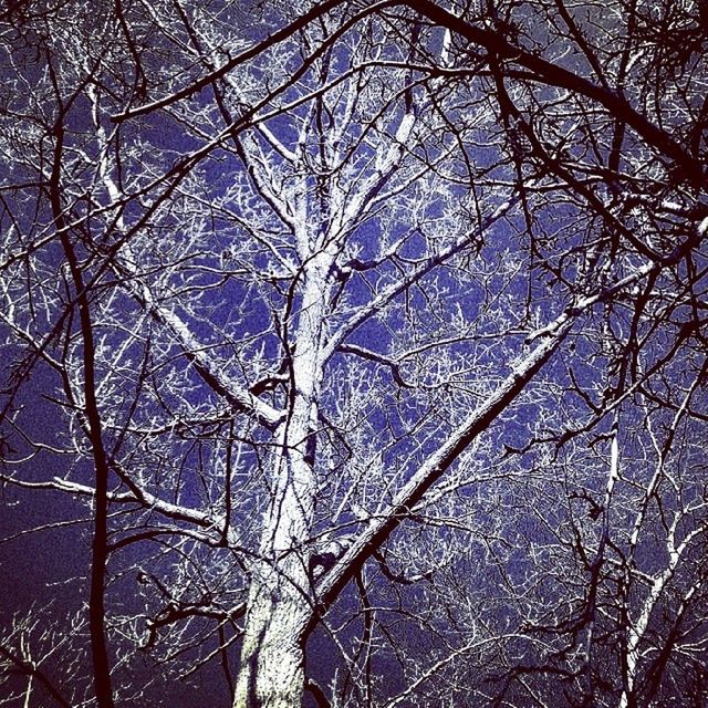 bare tree, branch, tree, low angle view, tranquility, nature, winter, cold temperature, beauty in nature, scenics, snow, sky, season, outdoors, tranquil scene, silhouette, no people, day, backgrounds, tree trunk