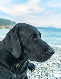 Close-up of a dog looking away