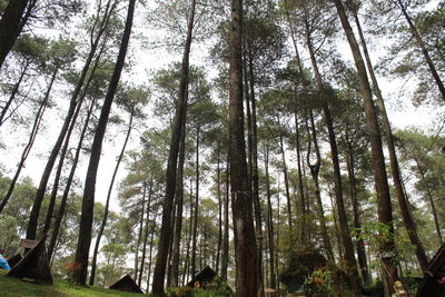 Low angle view of bamboo trees in forest