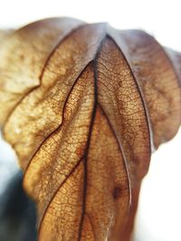 Close-up of autumn leaf