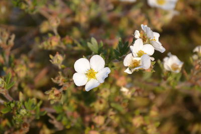 Close-up of white flowering plant