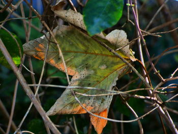 Close-up of autumnal leaves