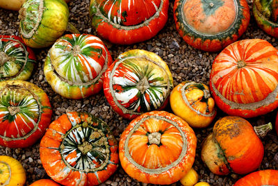 High angle view of pumpkins