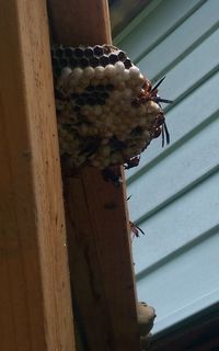 Close-up of bird on tree trunk