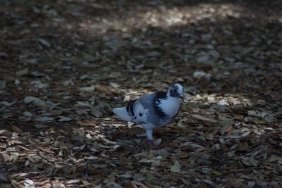 High angle view of bird on land