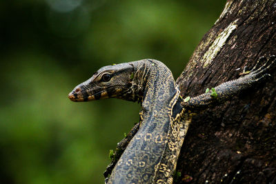 Close-up of a lizard on tree