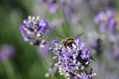 Close-up of bee on purple flower