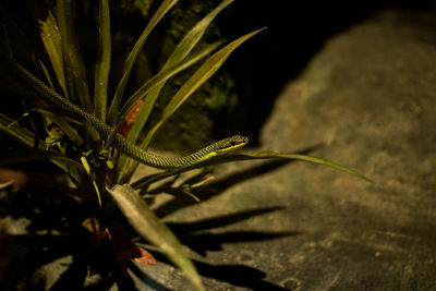 Close-up of lizard on plant at night
