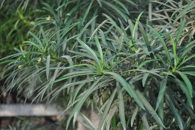 Close-up of plants growing on field