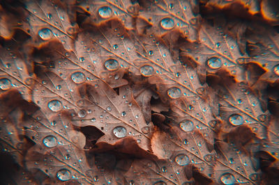 Full frame shot of raindrops on leaves
