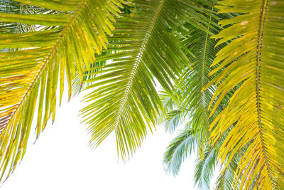 Low angle view of palm tree leaves