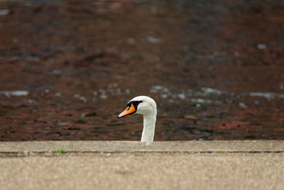 Swan against lake