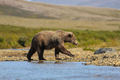 Side view of bear on riverbank